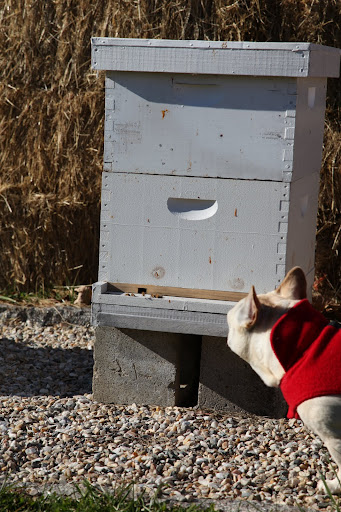 Therefore, they remain inside their hives, forming a winter cluster, which means they get into a big huddle to keep themselves warm.  Of course, the important queen bee is in the middle of the huddle.