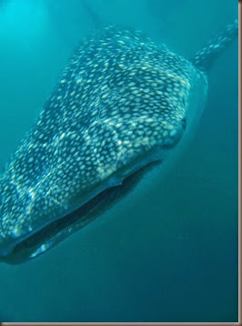 whale sharks snorkeling wildlife phillippines
