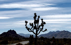Lone Joshua Tree in Joshua Tree National Park