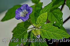 Glória Ishizaka - Jardim Botânico Nagai - Osaka 46