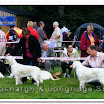 Pedigree Dogs 015.jpg