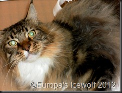 Tortie Tabby and White Maine Coone