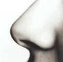 [nose-profile-reverse_thumb252.jpg]