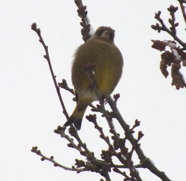 [siskin%255B4%255D.jpg]