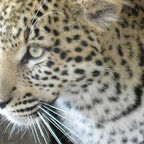 leopard3.jpg