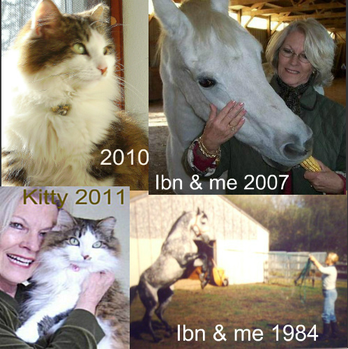 Kitty came to delia in 2008 and remains her devoted companion and Glue Squad member today. Arabian Stallion, Ibn was a foal when Delia got him in '79. He was loyal and had the personality of a lap dog. He lived to the age of 29. Kitty came to delia in 2008 and remains her devoted companion and Glue Squad member today. Arabian Stallion, Ibn was a foal when Delia got him in '79. He was loyal and had the personality of a lap dog. He lived to the age of 29.