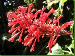 Odontonema strictum 1 Odontonema strictum 1