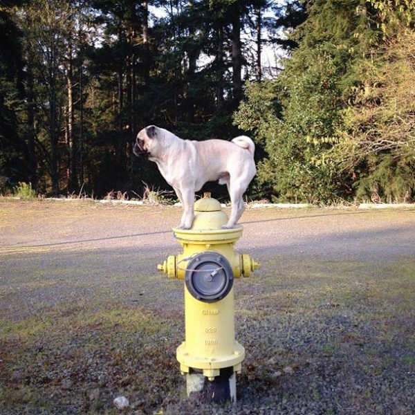 Собачий отжиг мопса по кличке Norm Джереми Вич (20 фото) | Картинка №8