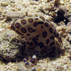 Blue ringed octopus (Malapascua)