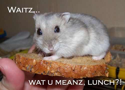 hamster lunch
