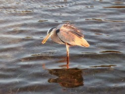 Crystal Beach Florida Sunset birds