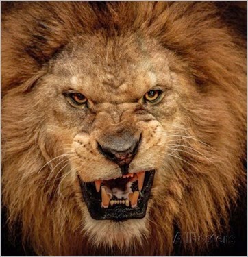 nejron-photo-close-up-shot-of-roaring-lion
