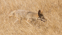 DSC04371.jpg