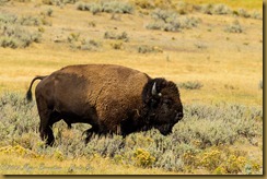 American Bison (Bison bison)