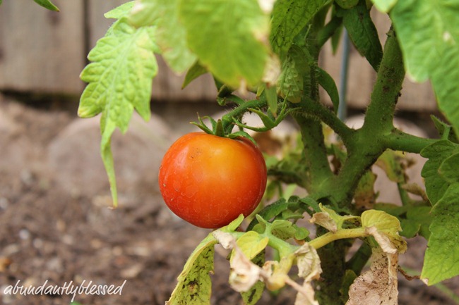 Tomato1AB Tomato1AB