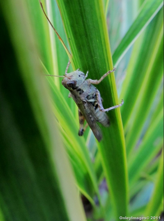 [grasshopper0711-23.jpg]