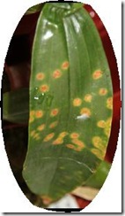 yellow orchid brown spot