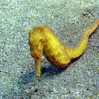 Yellow seahorse (Secret Bay, North Bali)