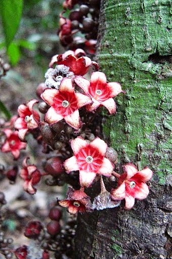 [Cola-cauliflora5.jpg]