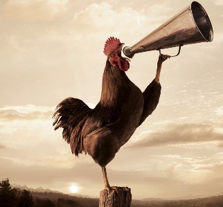 [rooster-crowing-2%255B3%255D.jpg]
