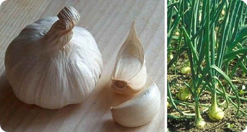 aglio aglio