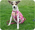 Lil Star is a Chihuahua from Animal Advocates Allliance in Los Angeles, one of the shelters Margo's Bark supports.