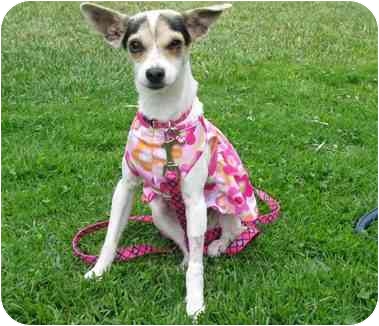 Lil Star is a Chihuahua from Animal Advocates Allliance in Los Angeles, one of the shelters Margo's Bark supports. Lil Star is a Chihuahua from Animal Advocates Allliance in Los Angeles, one of the shelters Margo's Bark supports.