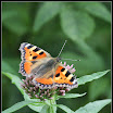 Diary 2011-08-06 - Nældens takvinge.jpg