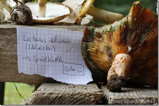 Edelreizker Lactarius deliciosus