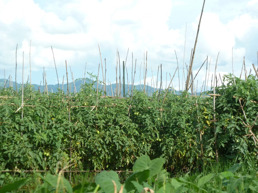 [Myanmar-Inle-Lake-Views-Tomatoes-10-%255B5%255D.jpg]