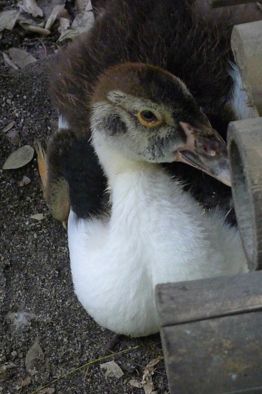 [Portrait%2520of%2520a%2520Duck%255B3%255D.jpg]