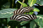 Butterfly, 2