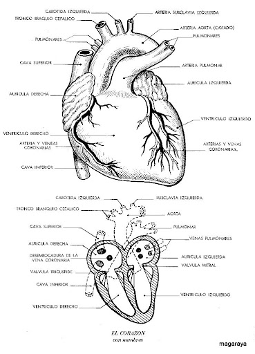 cuerpo humano corazón