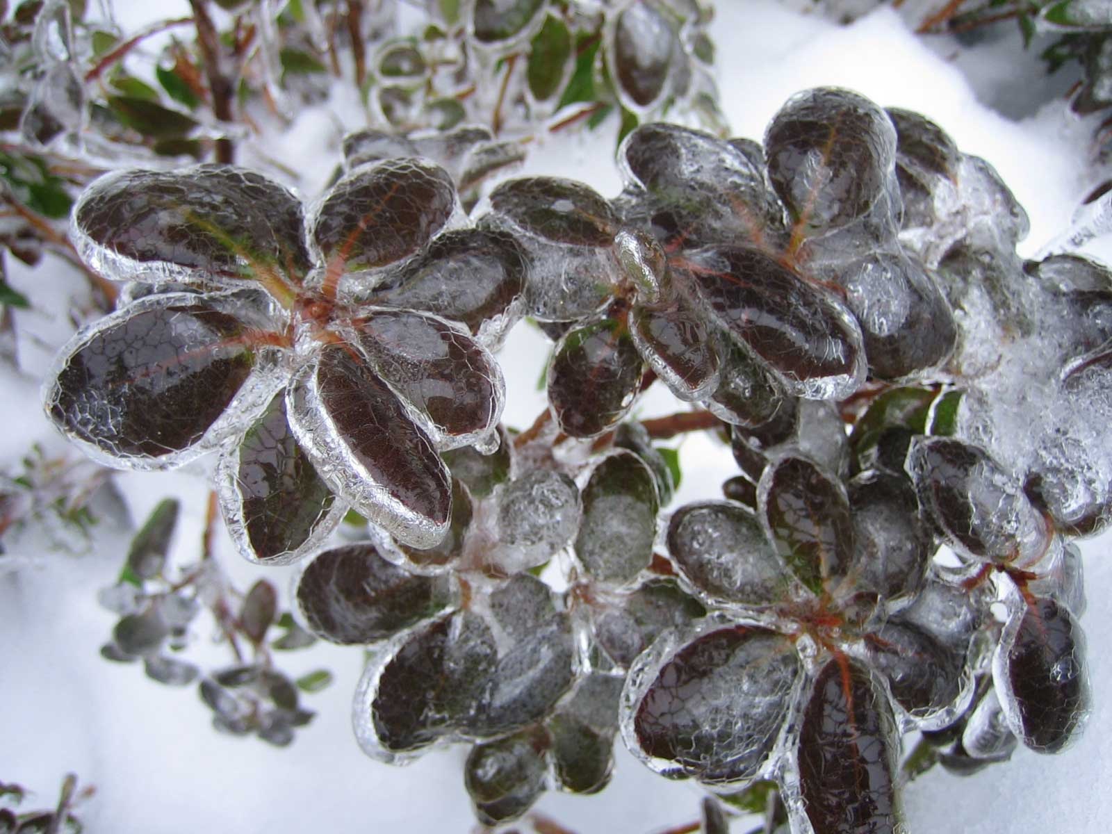 [snowstorm1201_671.jpg]