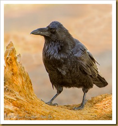 Common Raven -Corvus corax