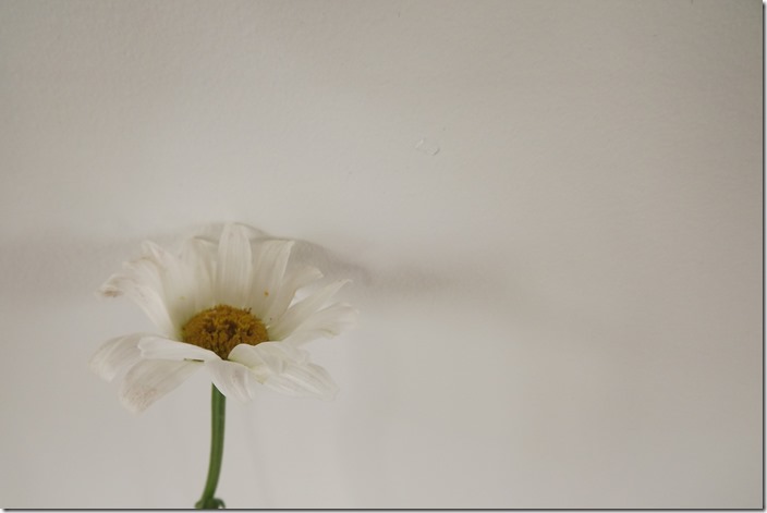DSCF4654