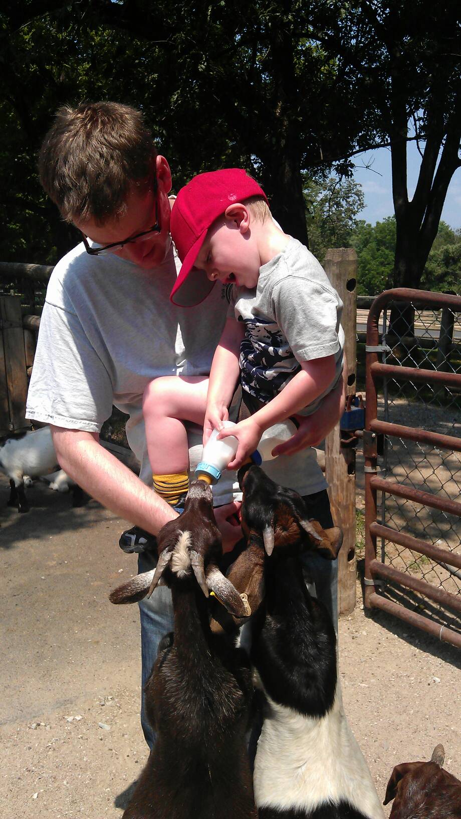 Feeding baby goats at grants farm