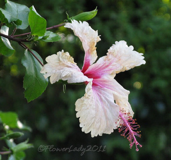 [10-22-hibiscus%255B5%255D.jpg]