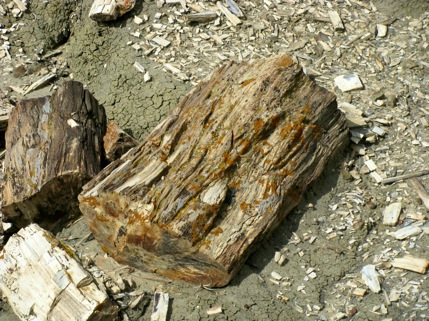 PetrifiedWood-3-2011-10-7-21-27.jpg