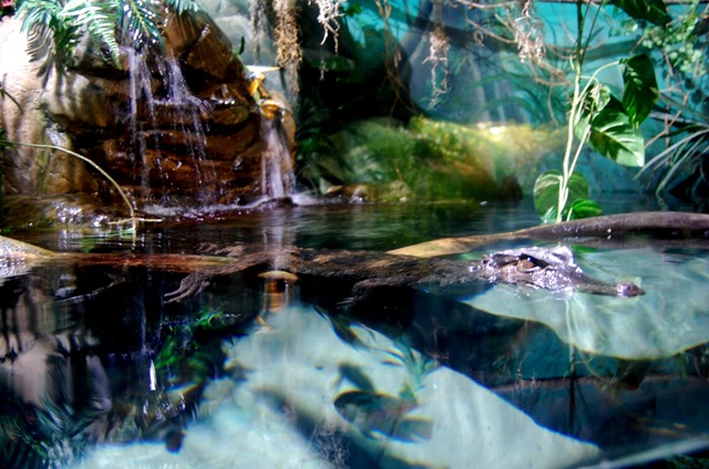 [aquarium12%255B2%255D.jpg]