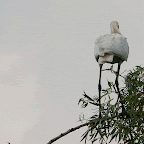 IMG_6664-MOTION.gif