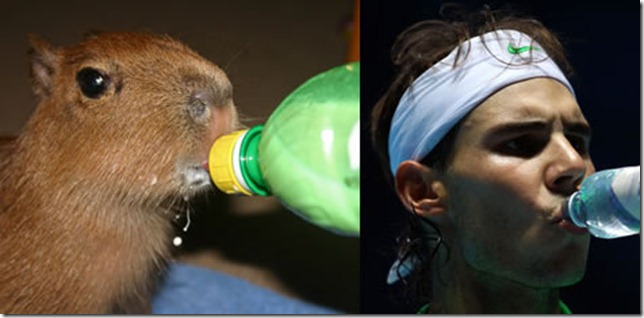 rafa nadal capibara (7)