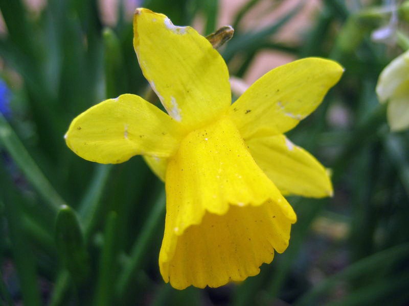 [Daffodil%255B3%255D.jpg]