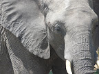 Chobe Nationalpark