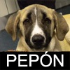 PEPON PEPON