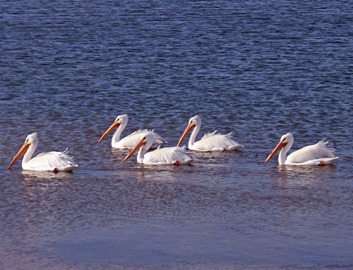 Pelicans on Parade