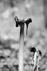 Decaying-Ink-Cap