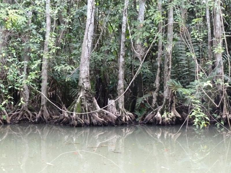 [chagres%2520buttress%2520roots%25202%255B3%255D.jpg]