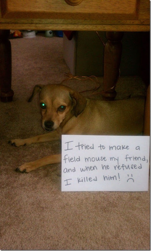 dog-shaming-bad-35