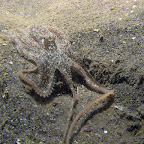 Octopus (Paradise Jetty, Manado)